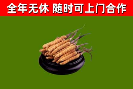 西充回收冬虫夏草